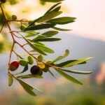 Wie gesund sind Oliven?