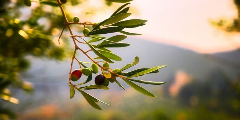 Wie gesund sind Oliven?